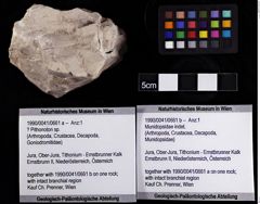 Foto (Objket + Etiketten) von ? Pithonoton sp. 